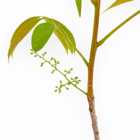 Rhus succedanea - Woodland-style outdoor bonsai