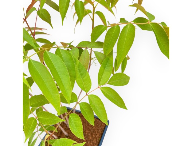 Rhus succedanea - Bos-stijl buitenbonsai 2