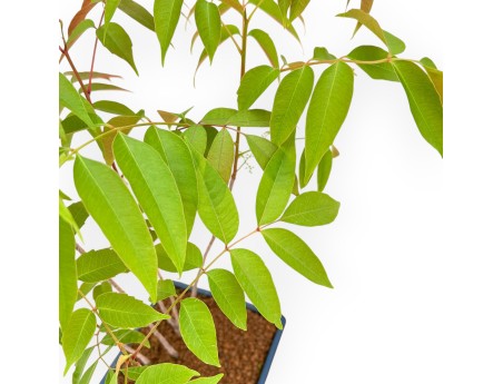 Rhus succedanea - Bonsái de exterior estilo bosque