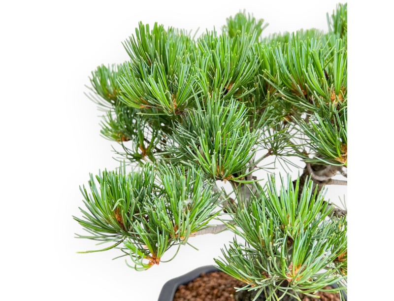 Pinus Pentaphylla - Den - 36 cm