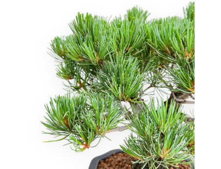 Pinus Pentaphylla - Pin à cinq aiguilles - 36 cm