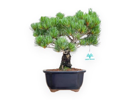 Pinus Pentaphylla - Pine five needles - 36 cm