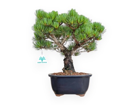 Pinus Pentaphylla - Pine five needles - 36 cm