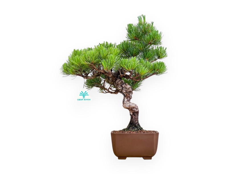 Pinus Pentaphylla - Kiefern - 40 cm