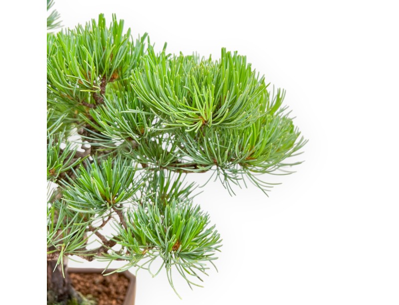 Pinus Pentaphylla - Den - 40 cm