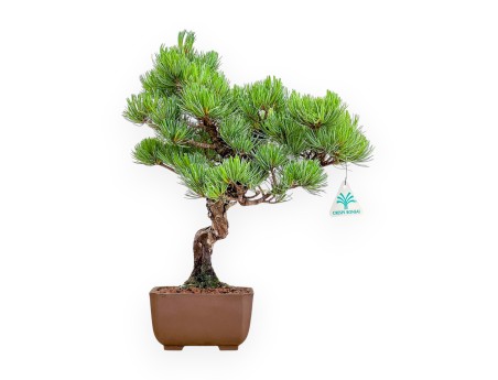 Pinus Pentaphylla - Pino a cinque aghi - 40 cm