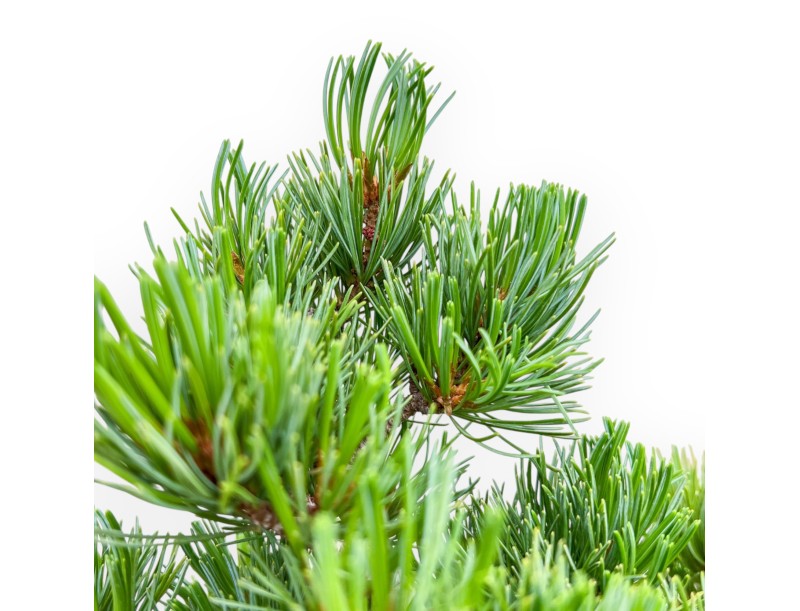 Pinus Pentaphylla - Den - 40 cm