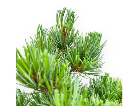 Pinus Pentaphylla - Pino - 40 cm