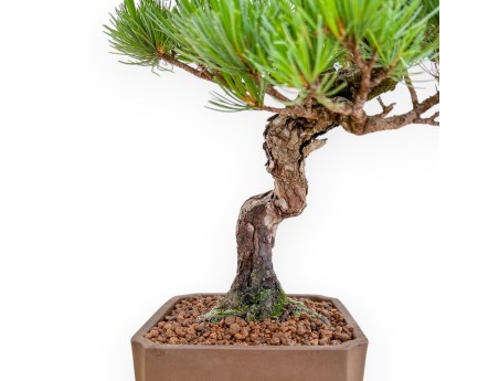 Pinus Pentaphylla - Kiefern - 40 cm