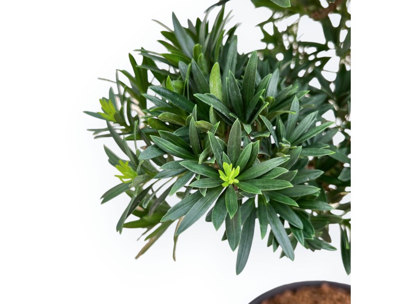 Podocarpus Macrophylla - Podocarp - 53 cm
