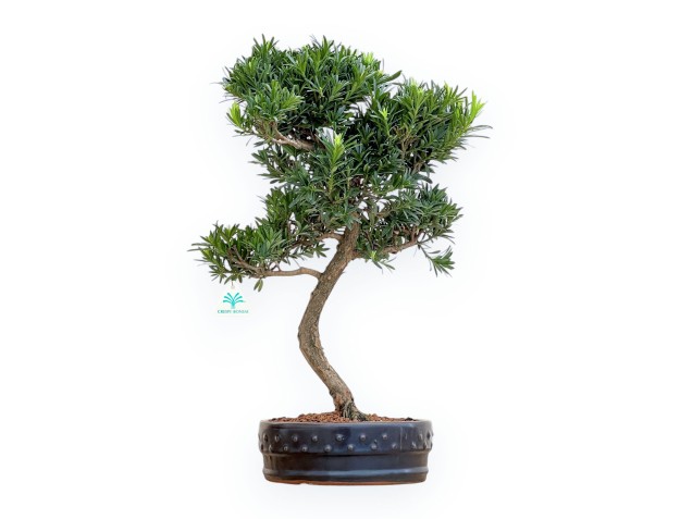 Podocarpus Macrophylla - Podokarp - 53 cm