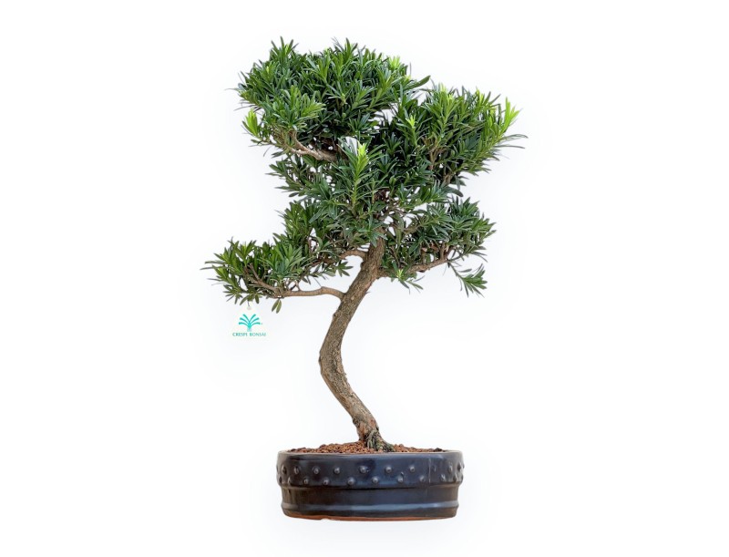 Podocarpus Macrophylla - Podocarpo - 53 cm