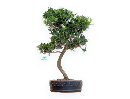 Podocarpus Macrophylla - Podokarp - 53 cm