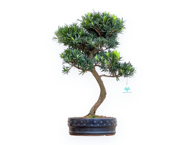 Podocarpus Macrophylla - Podocarpe - 53 cm