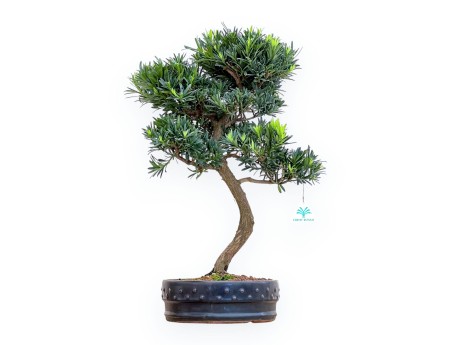Podocarpus Macrophylla - Podocarp - 53 cm