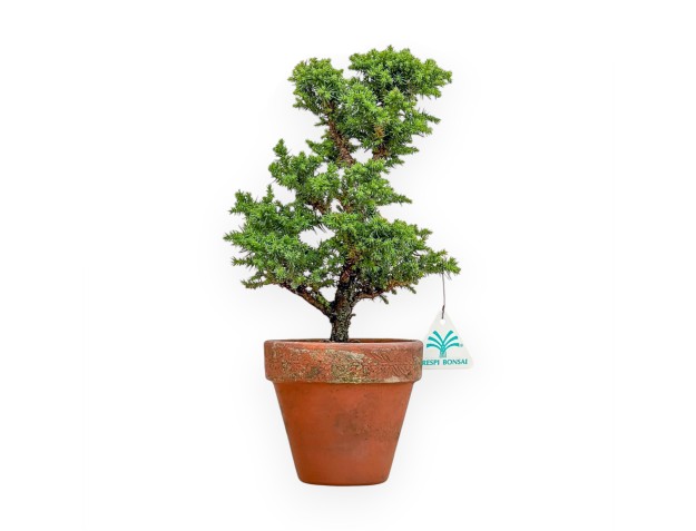 Cryptomeria Japonica - Cèdre Japonais - 31 cm