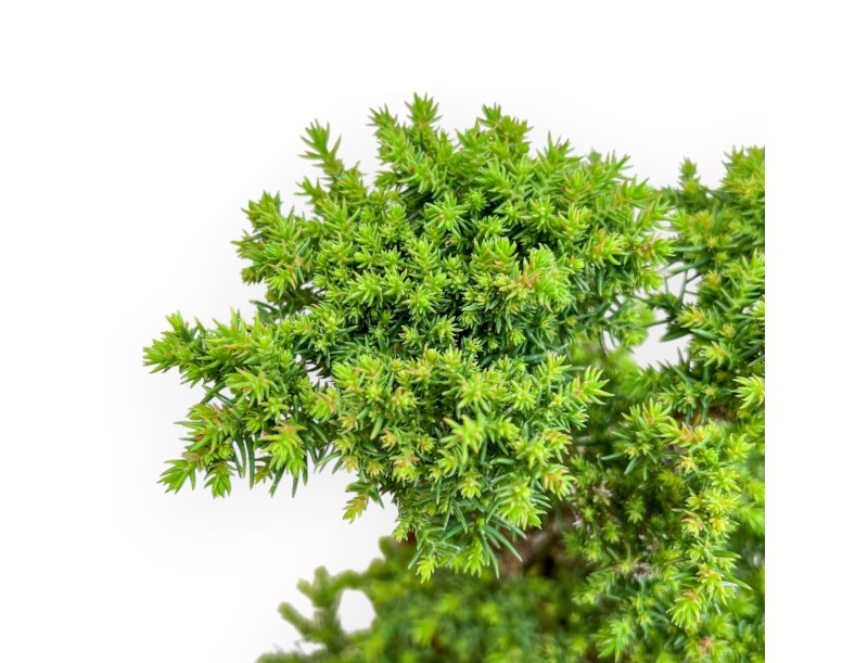 Cryptomeria Japonica - Japanese Cedar - 31 cm