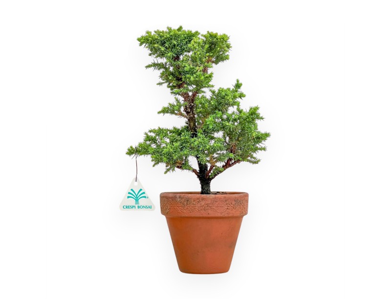 Cryptomeria Japonica - Cèdre Japonais - 31 cm