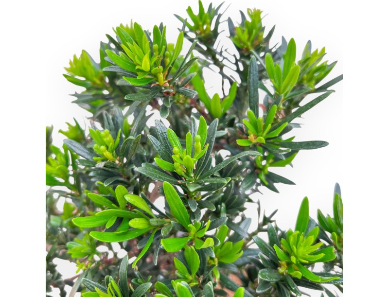Podocarpus Macrophylla - 37 cm