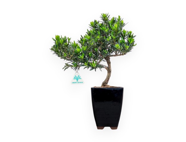 Podocarpus Macrophylla - Podocarp - 37 cm