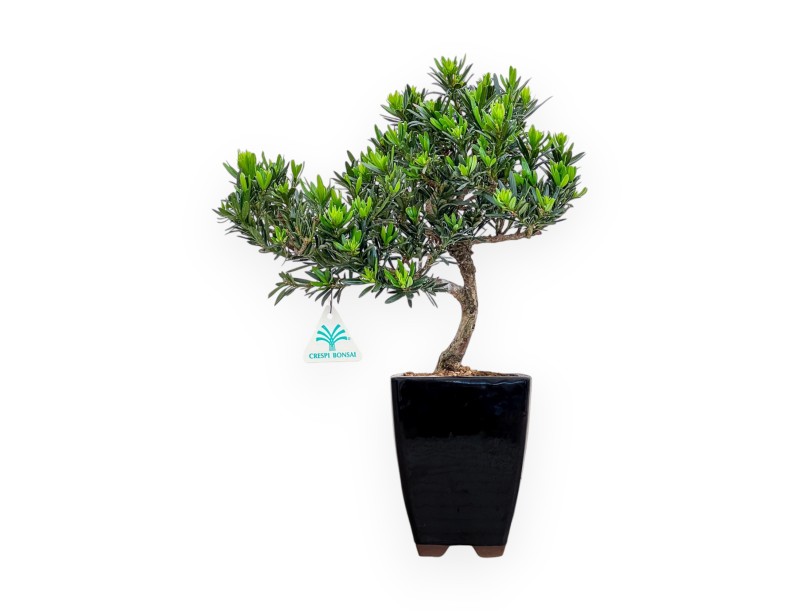 Podocarpus Macrophylla - 37 cm