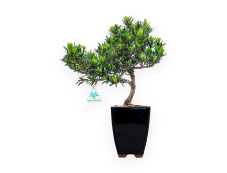 Podocarpus Macrophylla - Podocarpo - 37 cm