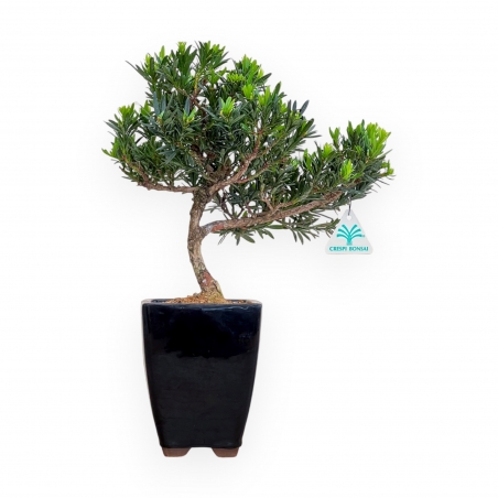 Podocarpus Macrophylla - Podocarpo - 37 cm