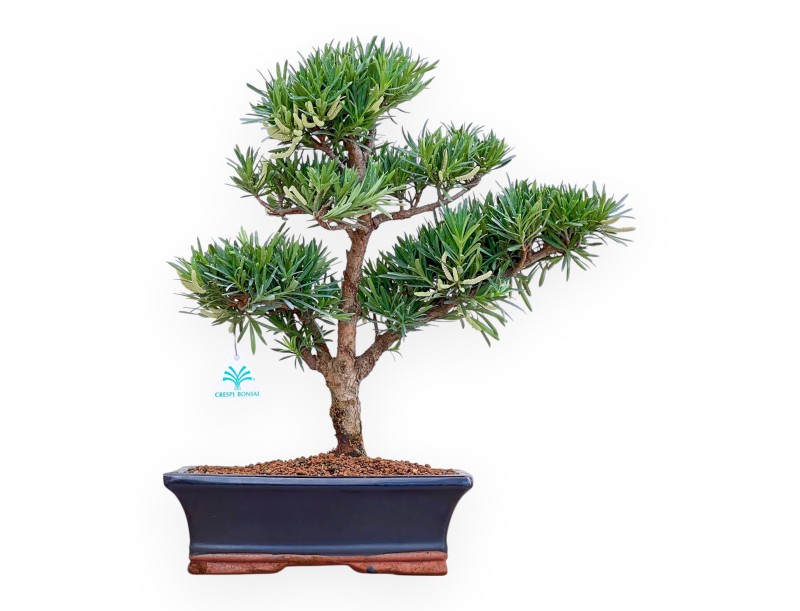 Podocarpus Macrophylla - Podokarp - 44 cm