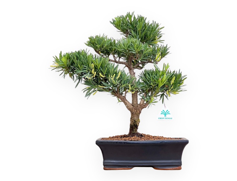 Podocarpus Macrophylla - Podocarpe - 44 cm