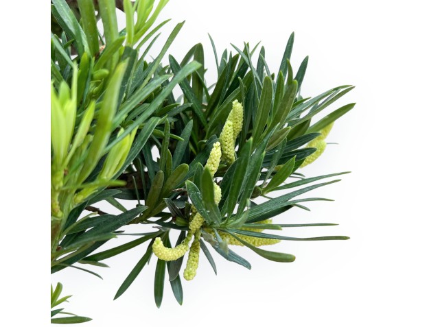 Podocarpus Macrophylla - Podocarpo - 44 cm 2