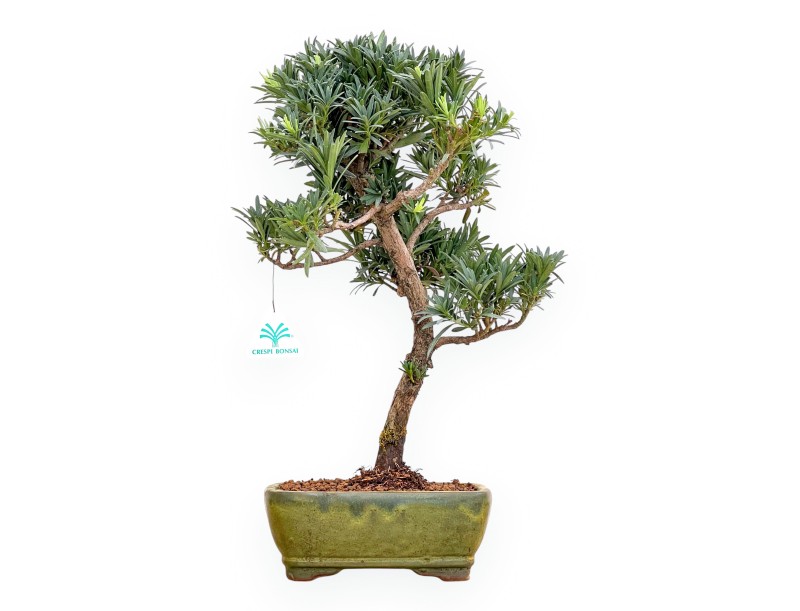 Podocarpus Macrophylla - Podocarpe - 46 cm