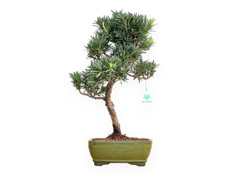 Podocarpus Macrophylla - Podocarp - 46 cm