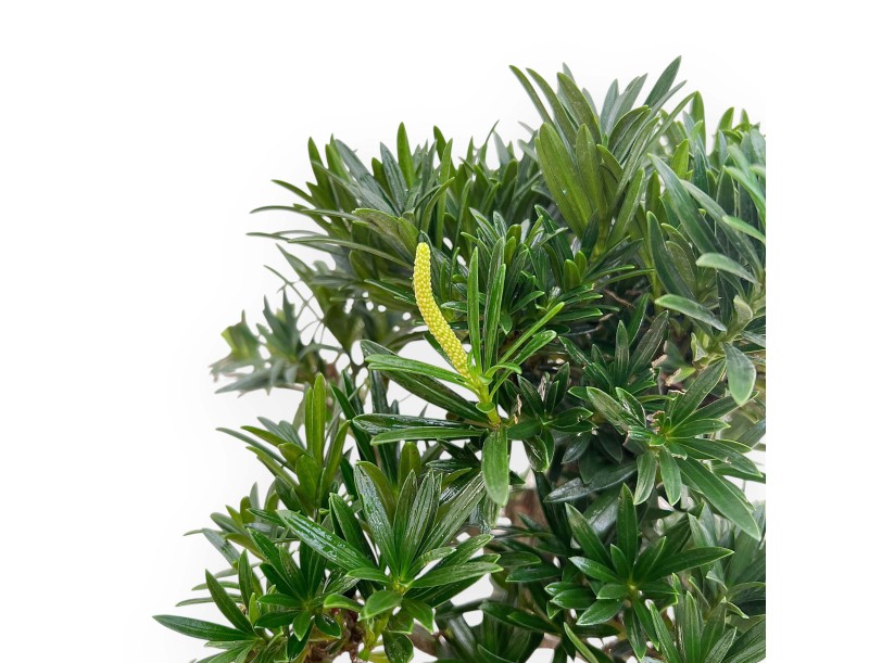 Podocarpus Macrophylla - Podocarp - 46 cm
