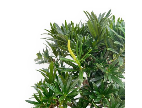 Podocarpus Macrophylla - Podocarpo - 46 cm