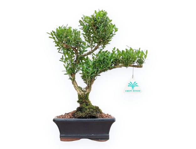 Buxus Harlandii - Buxus - 34 cm