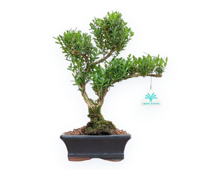 Buxus Harlandii - Buis - 34 cm