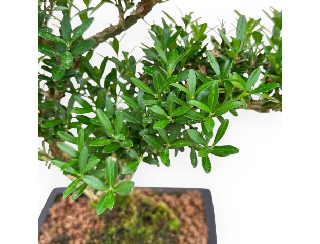 Buxus Harlandii - Buis - 34 cm 2