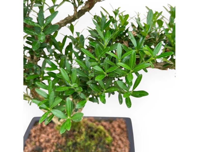 Buxus Harlandii - Buchsbaum - 34 cm