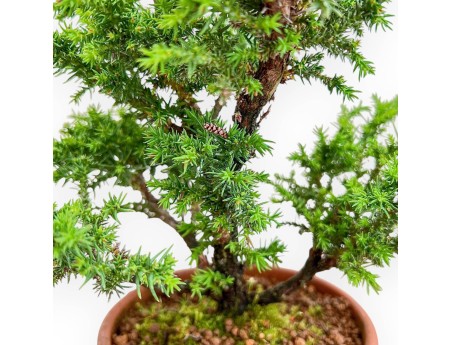 Cryptomeria Japonica - Cedro Giapponese - 32 cm