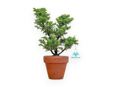 Cryptomeria japonica - Cedro japonés - 32 cm