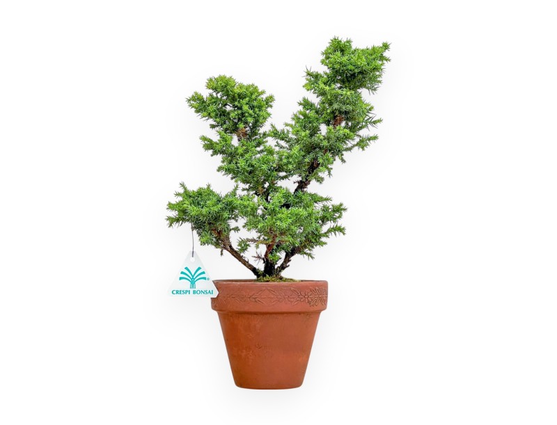Cryptomeria japonica - Cèdre du Japon - 32 cm