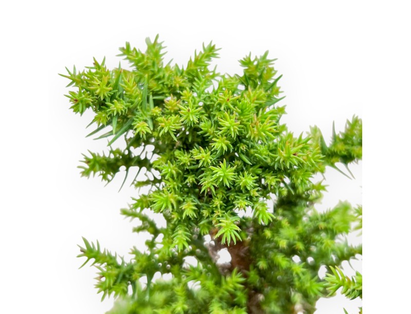 Cryptomeria japonica - Cedro japonés - 32 cm