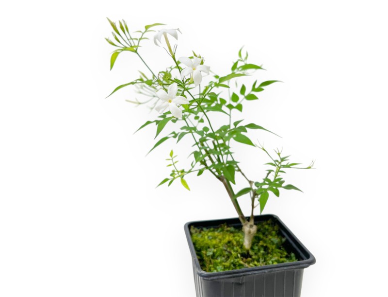 Jasminum Officinale - Jasmine - 40 cm