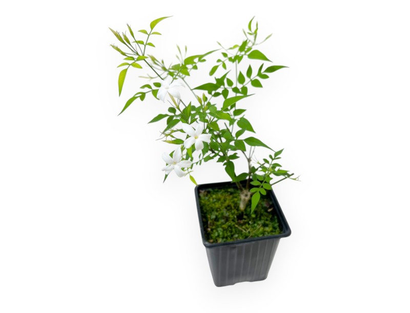 Jasminum Officinale - Jasmine - 40 cm