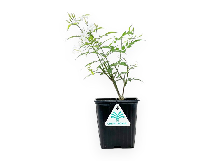 Jasminum Officinale - Jasmine - 40 cm
