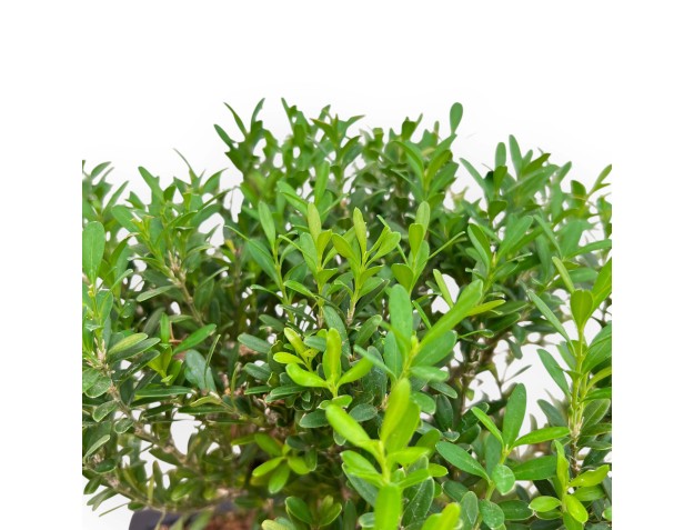 Buxus Harlandii - Buis - 28 cm 2