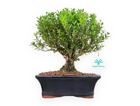 Buxus Harlandii - Buis - 28 cm