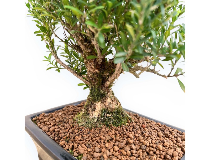 Buxus Harlandii - Buis - 28 cm