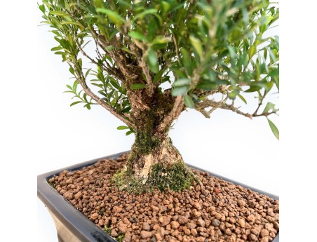 Buxus Harlandii - Buxus - 28 cm