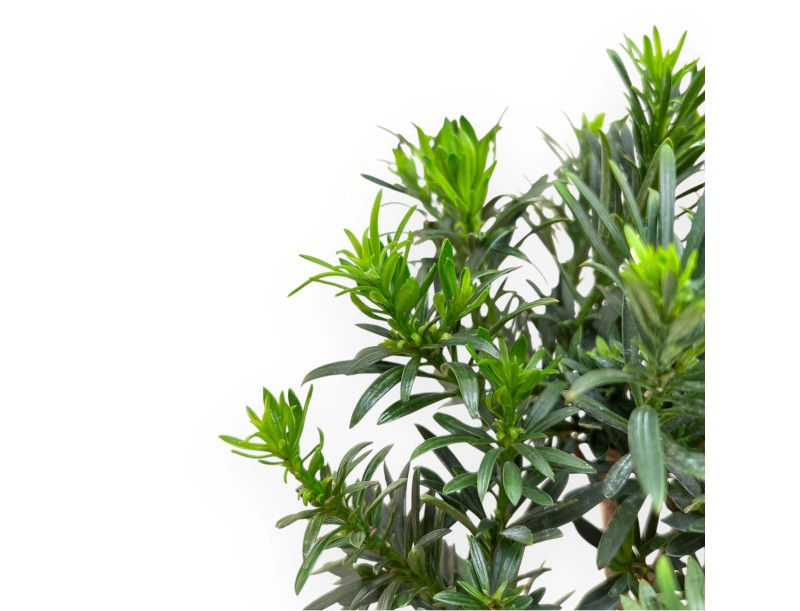 Podocarpus Macrophylla - Podocarp - 25 cm